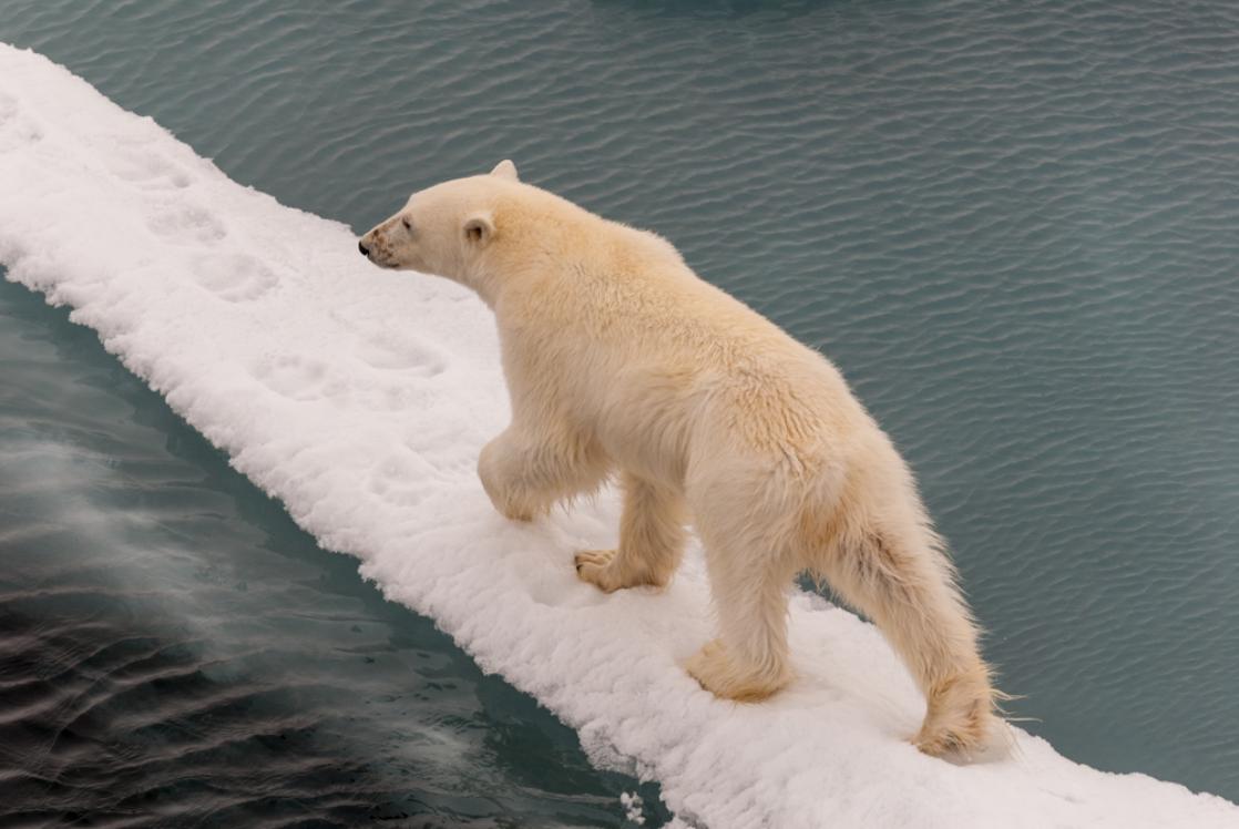 A photograph of a polar bear walking on sea ice